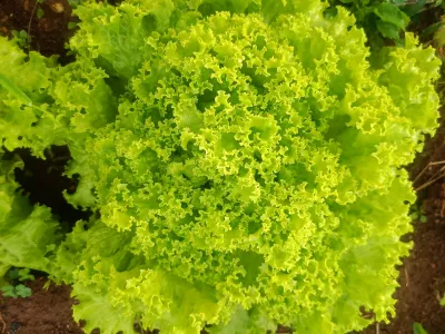 Lettuce