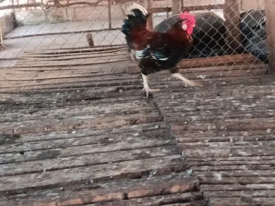 Makaya Chicken